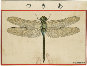 Artist Unknown, Japanese - Dragon Fly from Ehagaki sekai, 1908