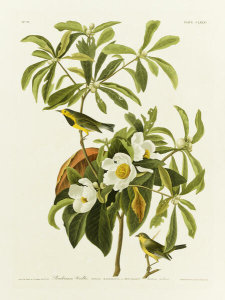 After: John James Audubon - Illustrated in The Birds of America, Plate 185, Bachman's Warbler, 1824–38