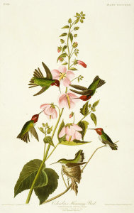 After: John James Audubon - Illustrated in The Birds of America, Plate 425, Columbian Humming Bird, 1824–38