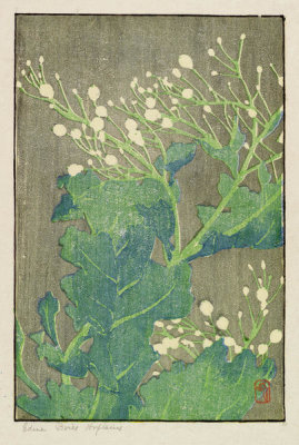Edna Boies Hopkins - Sea Cabbage, 1905