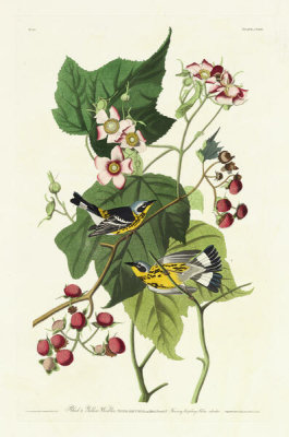 After: John James Audubon - Illustrated in The Birds of America, Plate 123, Black and Yellow Warbler, 1824–38