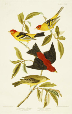 After: John James Audubon - Illustrated in The Birds of America, Plate 354, Scarlet Tanager, 1824–38